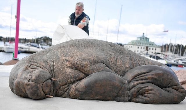 Freya the walrus: Celebrity mammal which was put down in Norway honoured with... - Vimarsana News