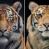 Can you tell which tiger's real and which one's been made by AI?