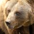 'Killer' bear spared death sentence by Italian court | World News