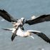 Scientists on high alert for bird flu as seabirds return to UK coast