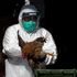 'Concerning' mutations in man's bird flu infection