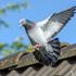 skynews racing pigeon 6139359