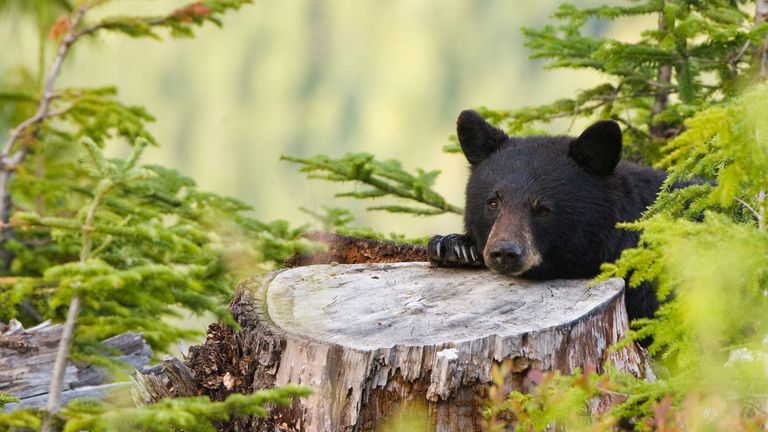 Vending machine in Japan offers bear meat