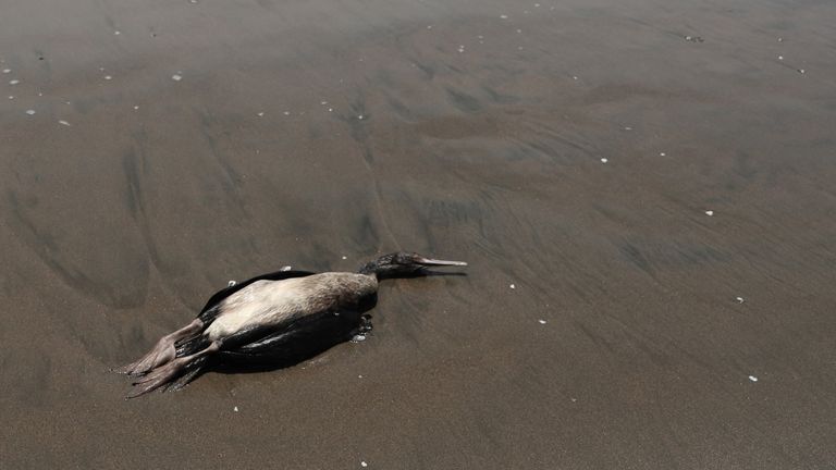 A dead duck is seen on Lobos beach, amidst rising cases of bird flu infections, in Lima, Peru on February 22, 2023. REUTERS/Sebastian Castaneda