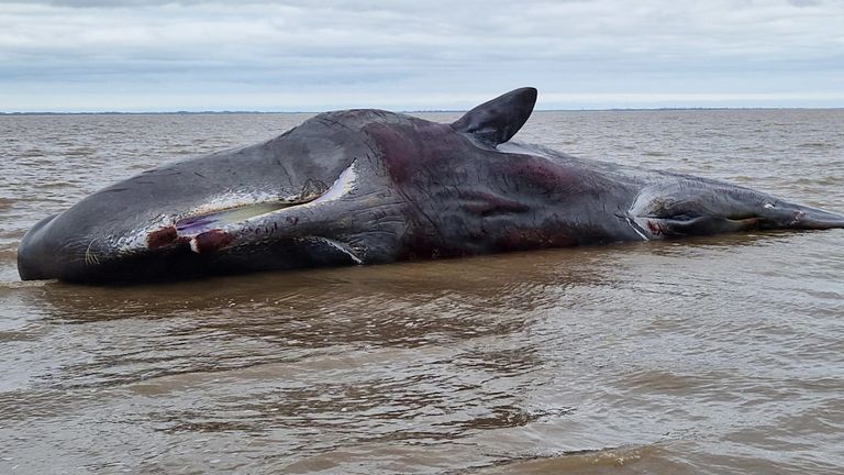 HMCG Cleethorpes handout photo of sperm whale is feared to have died after it washed up on the beach at Cleethorpes, Lincolnshire