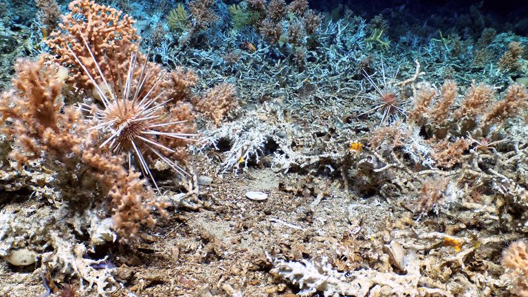 A view of an ancient and pristine coral reef discovered by a scientific expedition in the depths of the Galapagos Islands, in Ecuador, is pictured in this undated handout photo obtained by Reuters on  April 17, 2023.  UBristol/WHOI/UEssex/UBoise/NERC/NSF/National Park Galapagos/Handout via REUTERS ATTENTION EDITORS - THIS IMAGE HAS BEEN SUPPLIED BY A THIRD PARTY. NO RESALES. NO ARCHIVES