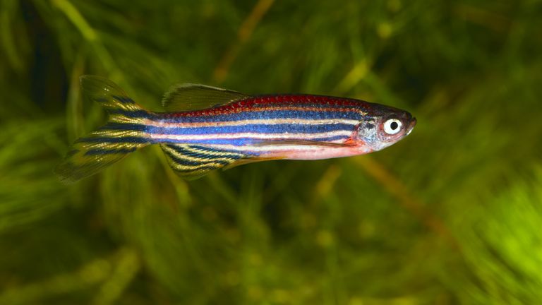 Danio rerio. Pic: iStock