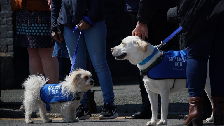 Dogs at the Walnut Tree Pub in Aldington, Kent, as they wait for Paul O'Grady's funeral cortege to travel through the village of Aldington, Kent, ahead of his funeral at St Rumwold's Church. Picture date: Thursday April 20, 2023.
