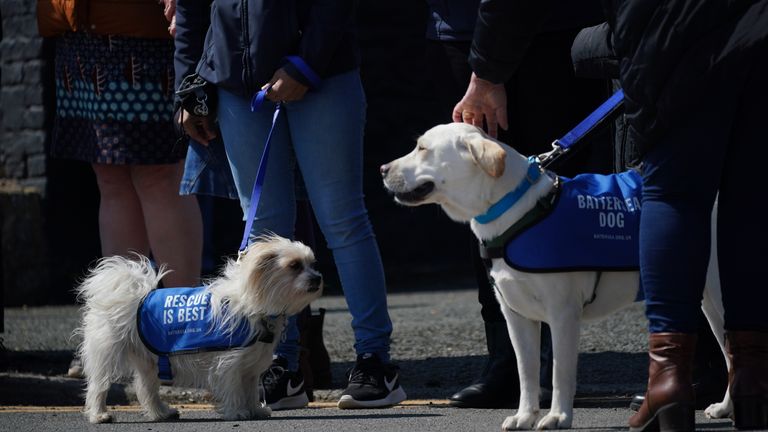 Dogs at the Walnut Tree Pub in Aldington, Kent, as they wait for Paul O&#39;Grady&#39;s funeral cortege to travel through the village of Aldington, Kent, ahead of his funeral at St Rumwold&#39;s Church. Picture date: Thursday April 20, 2023.
