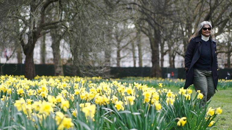 A woman walking past daffodils in St James&#39;s Park, London. Picture date: Thursday April 6, 2023.