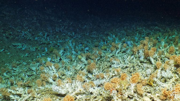 A view of an ancient and pristine coral reef discovered by a scientific expedition in the depths of the Galapagos Islands, in Ecuador, is pictured in this undated handout photo obtained by Reuters on April 17, 2023.  UBristol/WHOI/UEssex/UBoise/NERC/NSF/National Park Galapagos/Handout via REUTERS.ATTENTION EDITORS - THIS IMAGE HAS BEEN SUPPLIED BY A THIRD PARTY. NO RESALES. NO ARCHIVES