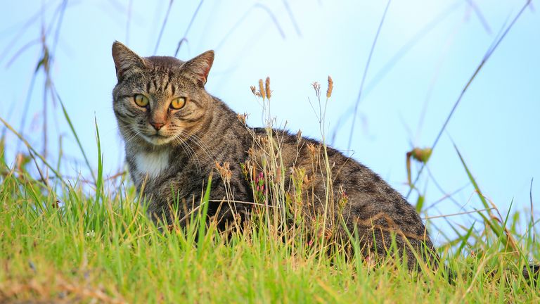 Feral cats are regarded as pests in New Zealand. File pic
