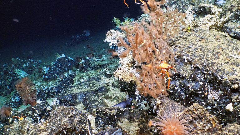 Reuters tarafından 17 Nisan 2023'te alınan bu tarihsiz fotoğrafta, Ekvador'daki Galapagos Adaları'nın derinliklerinde bilimsel bir keşif gezisi tarafından keşfedilen eski ve el değmemiş bir mercan resifinde bir yengeç resmedilmiştir. UBristol/WHOI/UEssex/UBoise/NERC /NSF/National Park Galapagos/Handout via REUTERS.ATTENTION EDİTÖRLERİ - BU GÖRÜNTÜ ÜÇÜNCÜ BİR ŞAHIS TARAFINDAN SAĞLANMIŞTIR.  SATIŞ YOK.  ARŞİV YOK