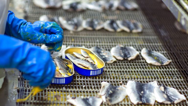 Employees sorting herring filet at Ruegen Fisch AG in Sassnitz, Germany, 3 March 2016. According to company information, 70 million cans of mackerel filet in tomato cream, herring in curry-pineapple-sauce, scomber mix and other sorts are produced each year.  Pic: AP