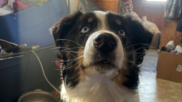 In this photo provided by Mandy Iworrigan, is Nanuq, a 1-year-old Australian shepherd, after it was returned to Gambell, Alaska, on April 6, 2023. The dog disappeared a month ago from St. Lawrence Island, Alaska, and wound up walking on the Bering Sea ice about 150 miles to Wales, Alaska, on the state&#39;s western coast. (Mandy Iworrigan via AP)