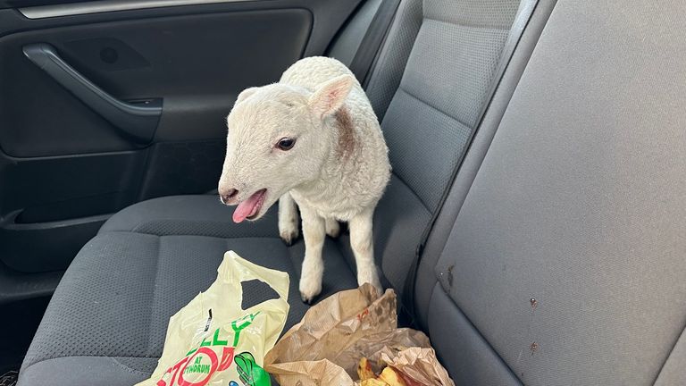 A lamb was found in a car alongside a reported £10,000 drugs haul during a vehicle stop on the M74. Pic: Police Scotland, https://twitter.com/PSOSRoads/status/1650151485638836224