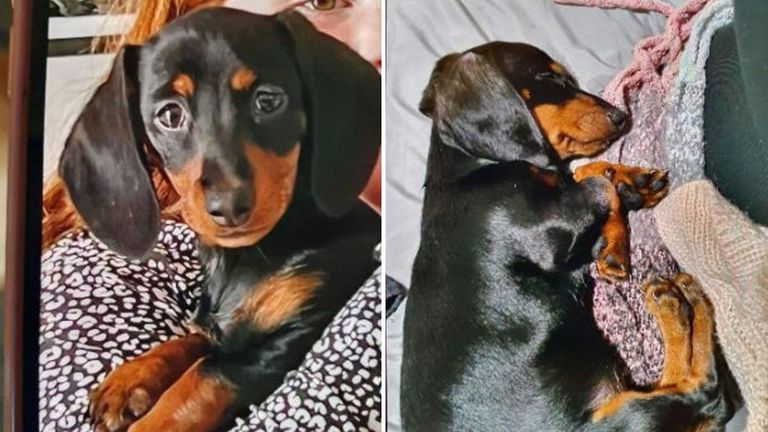 Police said Dotty the dog was stolen from her young owner while she sat in her garden