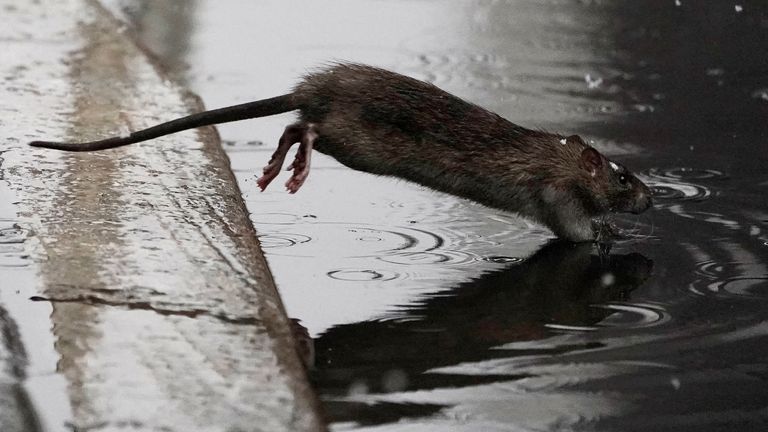 New York City appoints #39 rat czar #39 to lead #39 wholesale slaughter #39 of