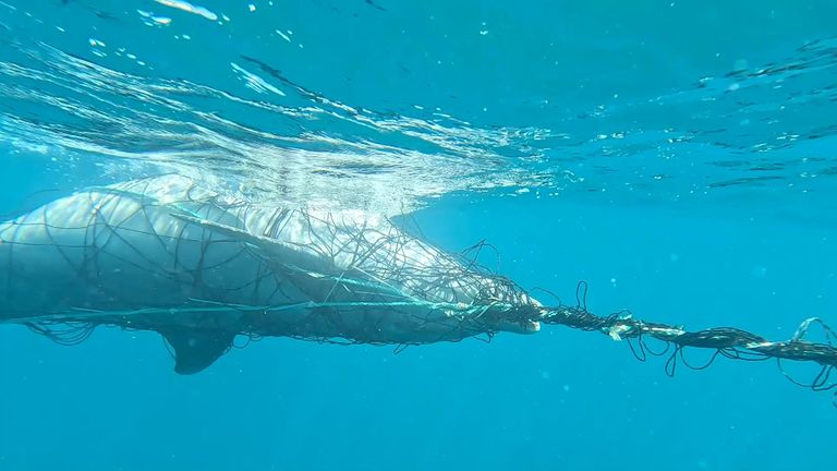 Calls to get shark nets removed from Australia's beaches from