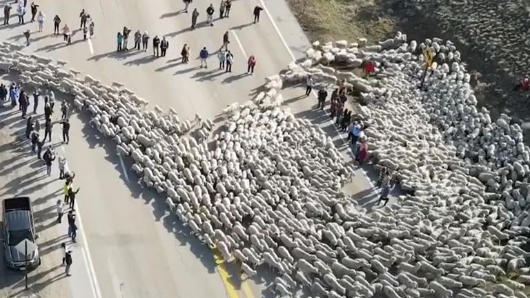 Up to 2,600 sheep are herded along an Idaho road