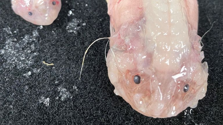 In the Japan Trench the team collected two fish in traps from 8,022m deep. These snailfish, Pseudoliparis belyaevi, were the first fish to be collected from depths great than 8,000m and have only ever been seen at a depth of 7,703m in 2008. Pic: Minderoo-UWA Deep-Sea Research Centre