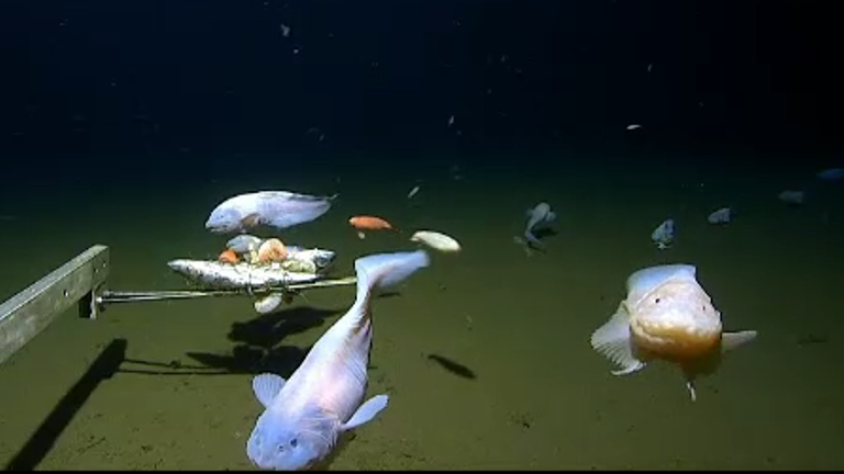 Scientists have filmed the deepest observation of a fish swimming underwater.  The fish, a type of snailfish known as Pseudoliparis, was filmed by a lander dropped into the Izu-Ogasawara Trench, south of Japan. It was filmed swimming at 8,336m (27,349ft). Pic: Minderoo-UWA Deep-Sea Research Centre