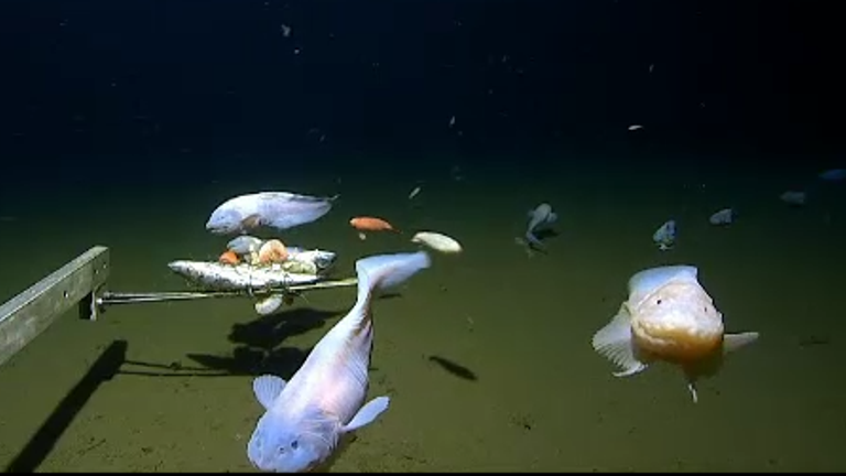 Scientists have captured the deepest look yet of a fish swimming underwater. The fish, a snailfish known as Pseudoliparis, was photographed by a lander that fell into the Ogasawara Trench in Izu, southern Japan. It was taken swimming at 8,336 meters (27,349 feet).Image: Minderoo-UWA Deep Sea Research Center