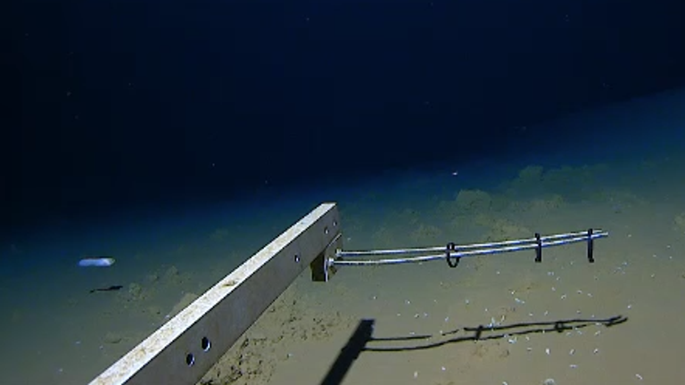 Bilim adamları, su altında yüzen bir balığın en derin gözlemini filme aldılar.  Pseudoliparis olarak bilinen bir salyangoz türü olan balık, Japonya'nın güneyindeki Izu-Ogasawara Çukuru'na bırakılan bir arazi aracı tarafından filme alındı.  8,336 m'de (27,349 ft) yüzerken filme alındı.  Resim: Minderoo-UWA Derin Deniz Araştırma Merkezi