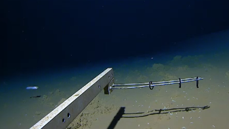 Scientists have captured the deepest look yet of a fish swimming underwater. The fish, a snailfish known as Pseudoliparis, was photographed by a lander that fell into the Ogasawara Trench in Izu, southern Japan. It was taken swimming at 8,336 meters (27,349 feet).Image: Minderoo-UWA Deep Sea Research Center