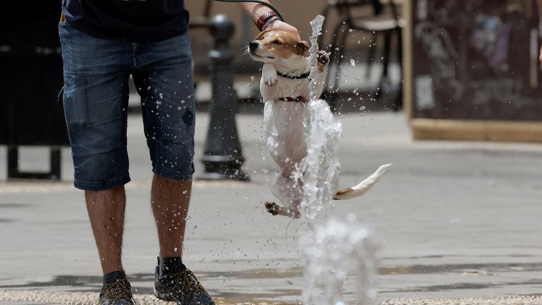 A man cools his dog in a fountain in Cordoba