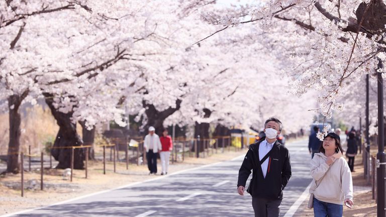 People view cherry blossoms in full bloom at Yonomori district in Tomioka Town, Fukushima Prefecture on April 1, 2023. Evacuation orders was lifted at a part of difficult-to-return zone following the 2011 nuclear accident triggered by the Great East Japan Earthquake including Yonomori district on the same day.( The Yomiuri Shimbun via AP Images )