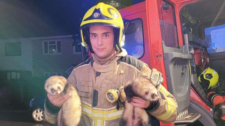 Ferrets rescued from a housefire in the county of Caerphilly, South Wales. Pic: South Wales Fire and Rescue Service