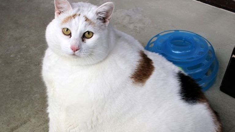 Rainbow the cat in 2022 when she weighed 12.7kg. Pic: Cats Protection