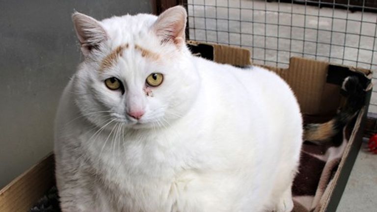 A forlorn Rainbow back in the adoption centre&#39;s care at three years old.  Pic: Cats Protection