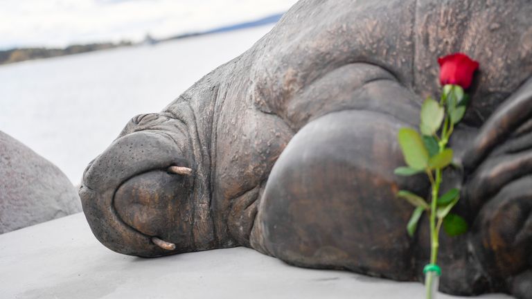 A rose is placed next to the sculpture of the walrus Freya in Oslo, Norway. Pic: AP