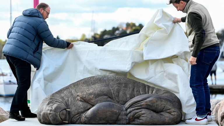 Walrus expert Rune Aae (L) and initiator Erik Holm (R) unveil a sculpture of the walrus Freya in Oslo, Norway. Pic: AP