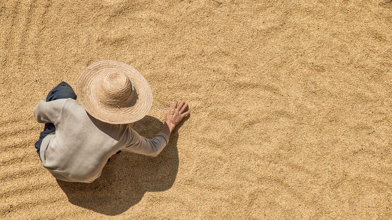 Wheat costs are currently 40% down on their 2022 peaks. Pic: iStock