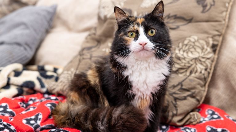 Willow, owned by Amanda Jameson from Prescot, is announced as a finalist in the &#39;Moggy Marvels&#39; category of this year&#39;s Cats Protection National Cat Awards. Issue date: Friday April 21, 2023.