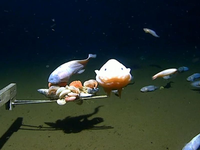 Scientists find deepest fish ever recorded at 8,300 metres underwater near  Japan, Fish