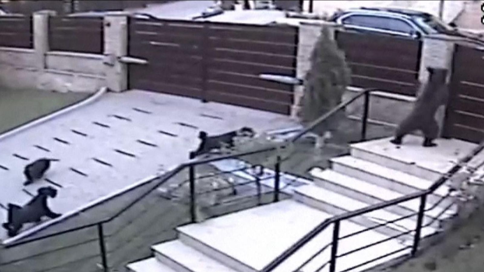 CCTV Captures Moment Three Dogs Defend Owner Against Bear Invasion In ...