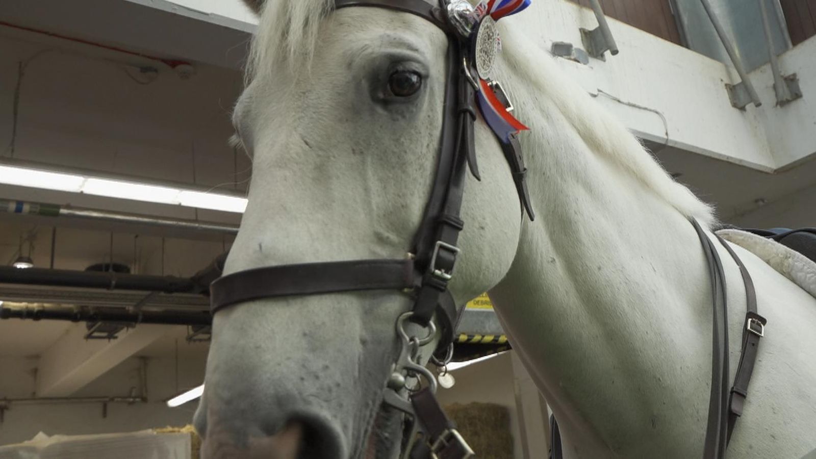 King's coronation Meet Wilbur, the horse that will lead the procession