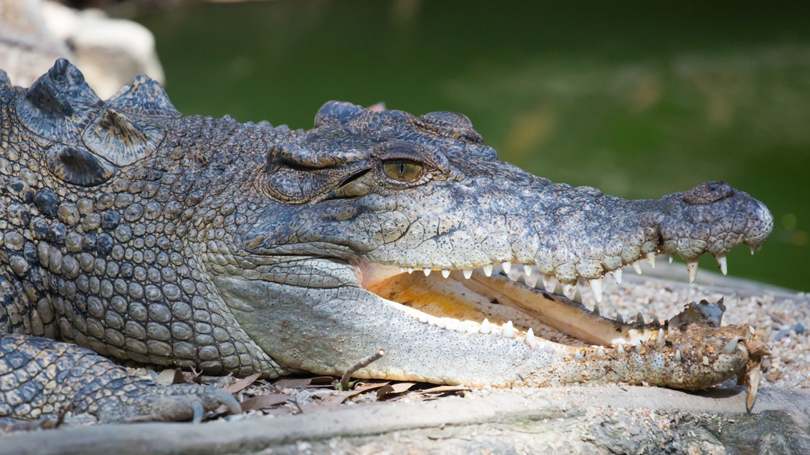Human remains found inside two crocodiles after search for missing fisherman in Australia