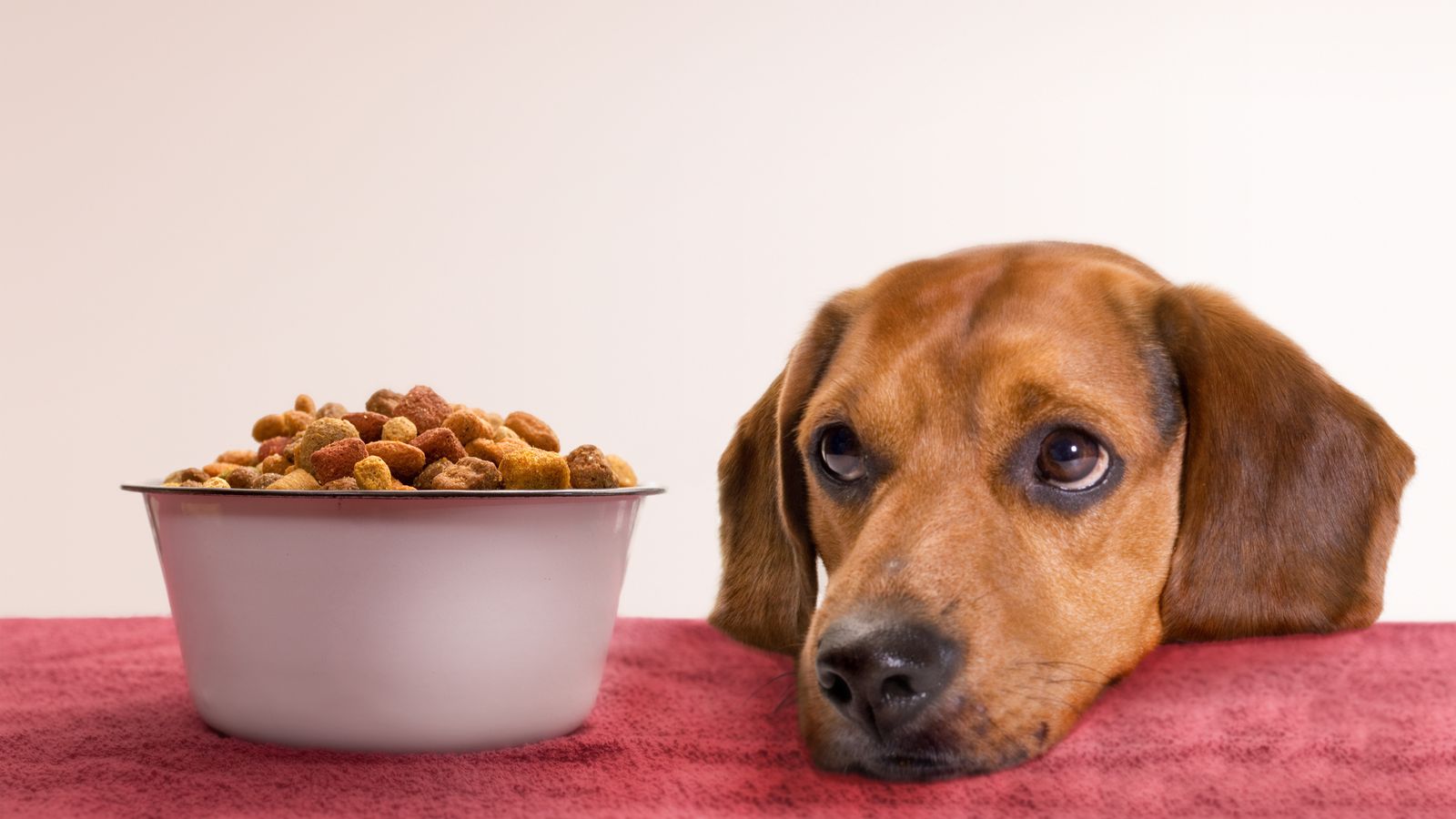 Dogs face risk of deadly lead poisoning from pheasant meat in pet food