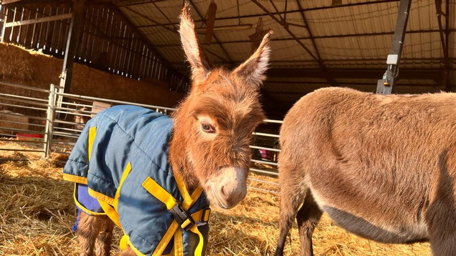 Man and youth arrested after baby donkey Moon stolen from ...