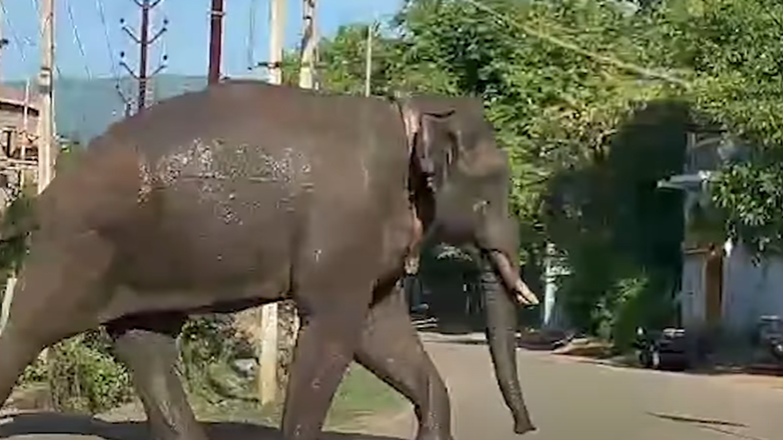 India: Man dies after 'killer' elephant Arikomban goes on rampage