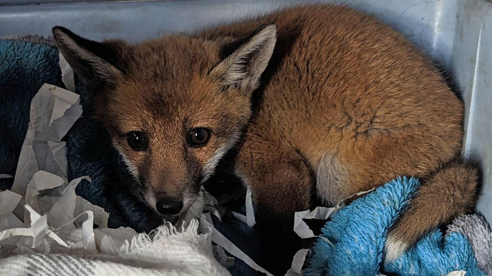 Orphaned fox cub found with 'heartbreaking' message on Greggs bag | UK News | Sky News