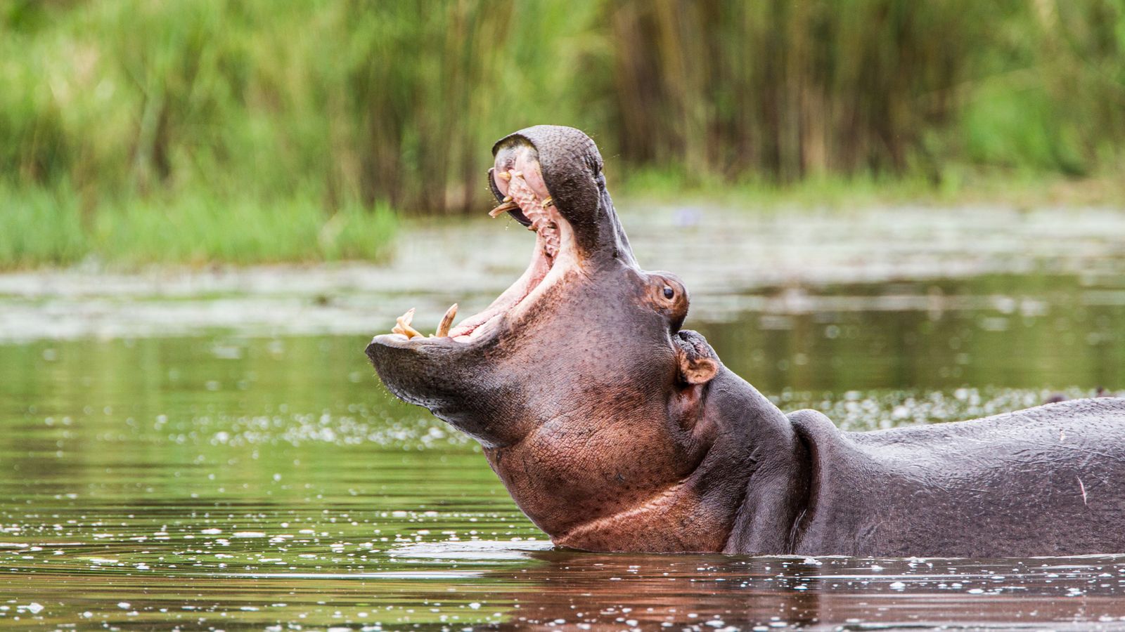 Child killed after hippo capsizes canoe in Malawi - 23 other people feared dead