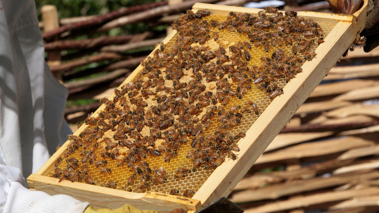 skynews honeybees bees 6168300