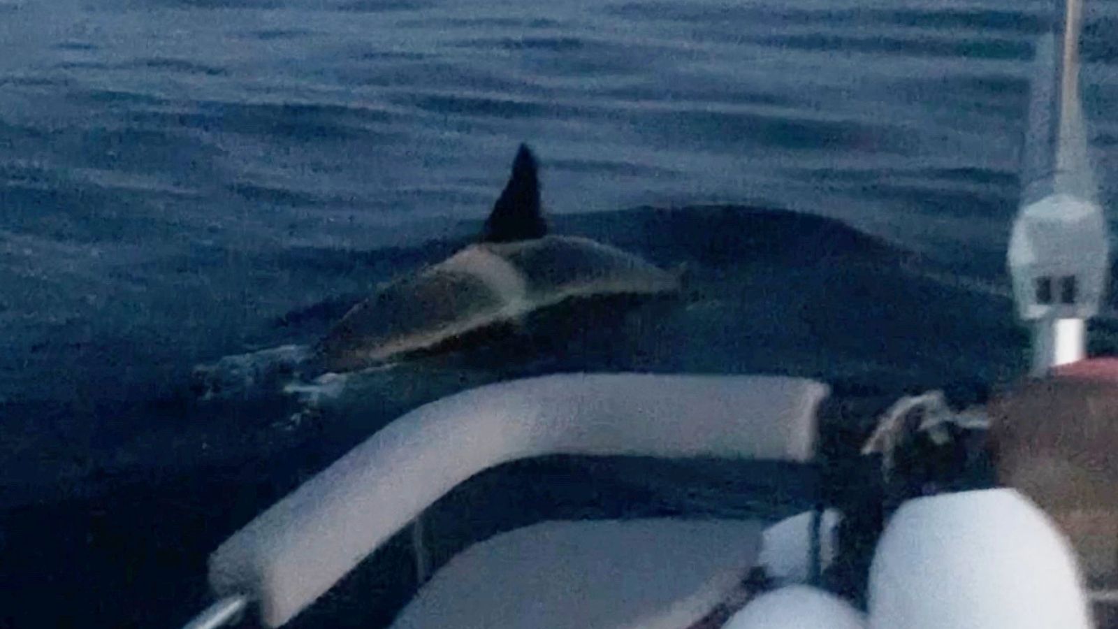 Killer whales ram and sink sailing yacht off Gibraltar coast
