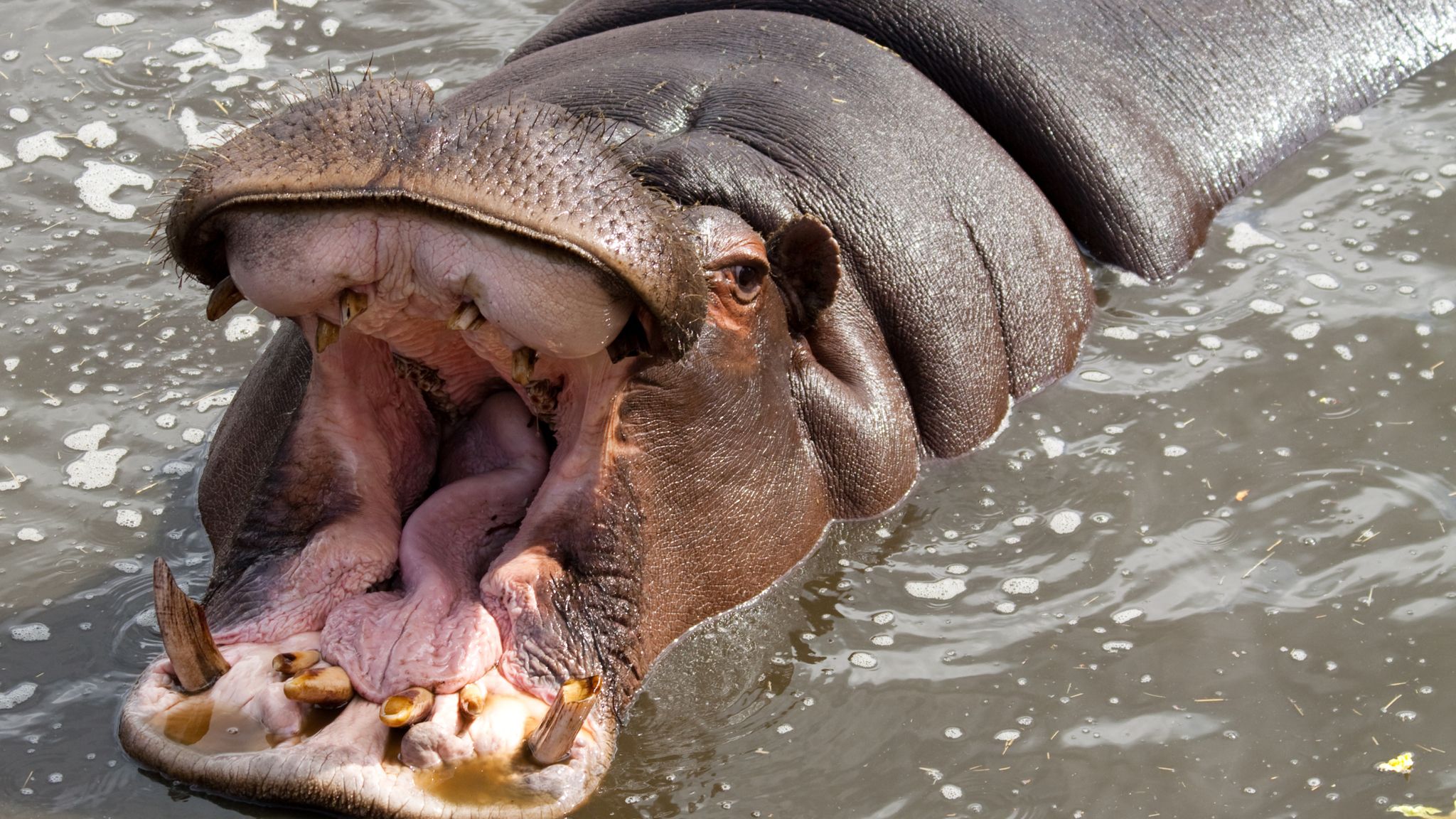 Hippos and killer whales among five more species to be added to ivory